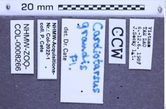 Etiketten zu Cardiotarsus grandis (Fleutiaux, 1940) (NHMW-ZOO-COL-0008266)